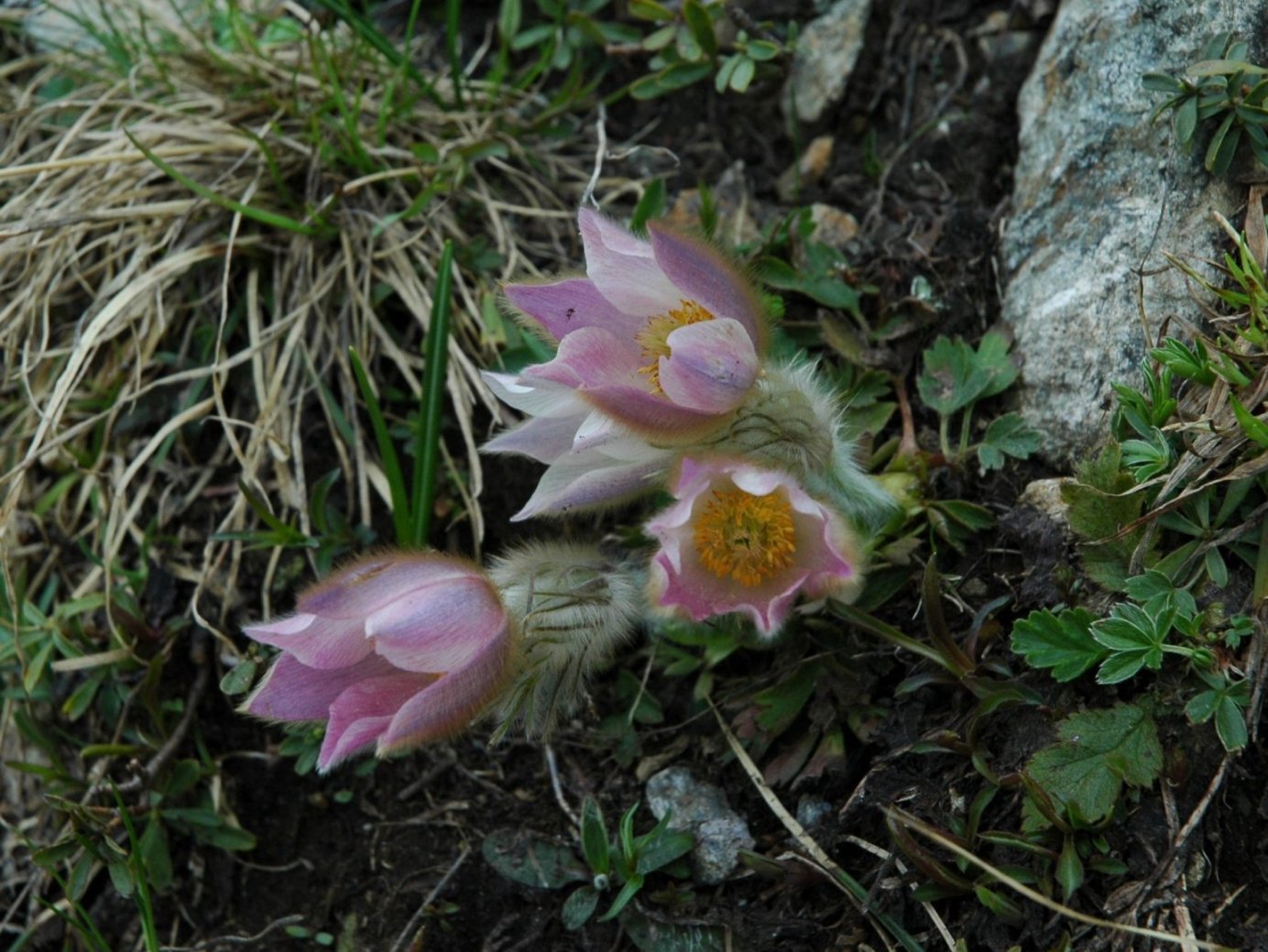 Pulsatilla vernalis / Anemone primaverile